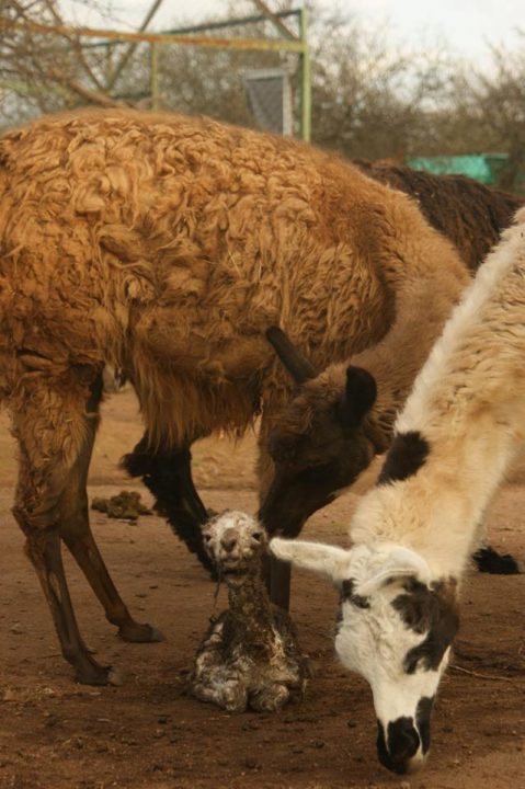 Nació una llamita en Villa Rumipal