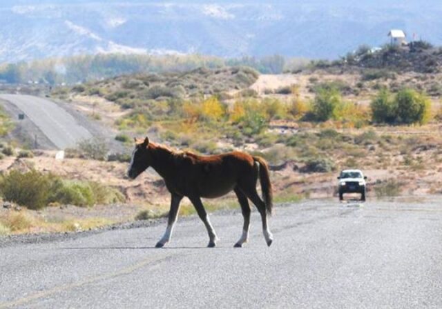 Un caballo suelto provocó un accidente camino a Yacanto