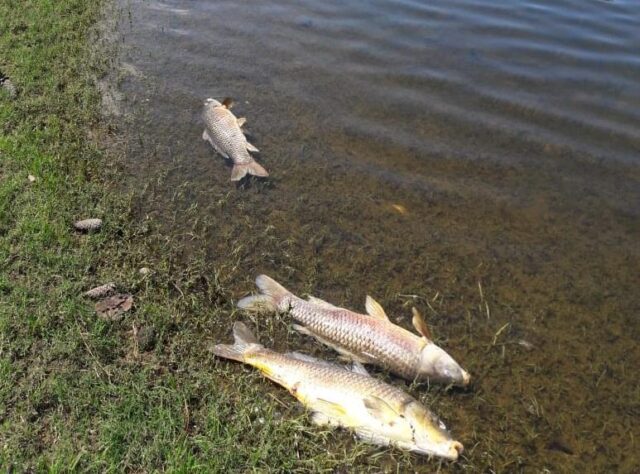 Peces muertos en el Dique Los Molinos