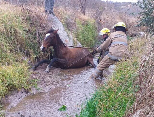 Un caballo cayó al arroyo y debió ser rescatado por los bomberos-La Ola Digital