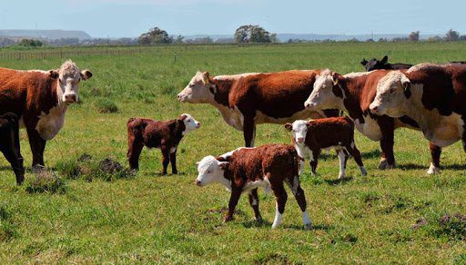 La policía procedió al secuestro de 21 vacas luego de un allanamiento en Villa Yacanto-La Ola Digital