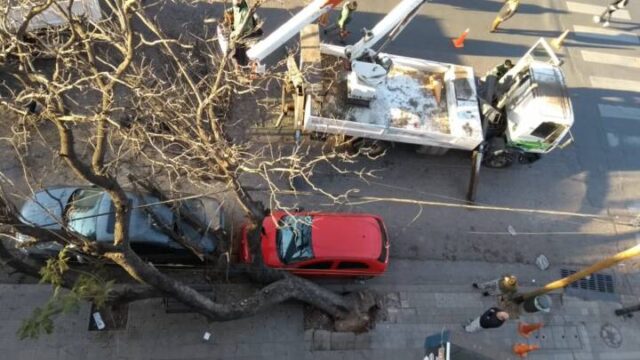 Dos autos destruidos por la caída de un árbol-La Ola Digital