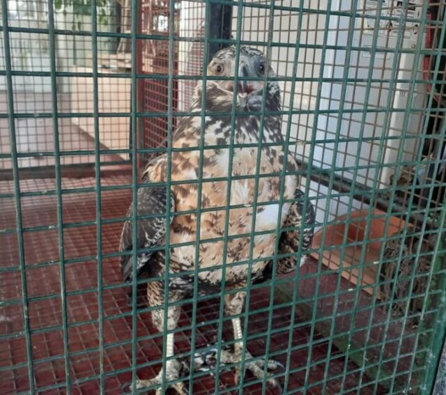 Rescataron un águila mora en el centro de la ciudad de córdoba