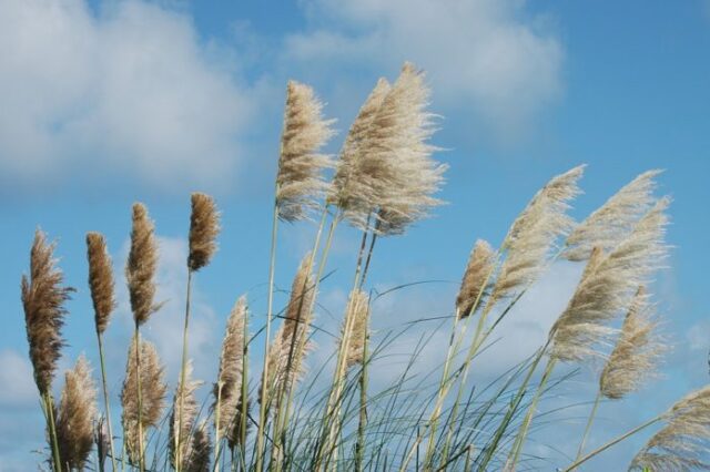 Alerta meteorológica para Córdoba