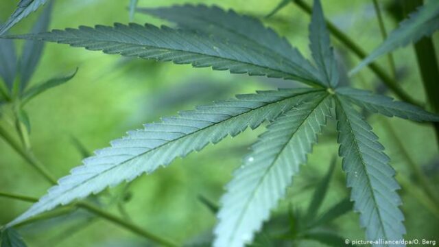 Legalización de autocultivo de cannabis