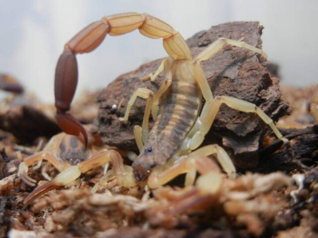 Cómo evitar accidentes con alacranes, arañas y serpientes