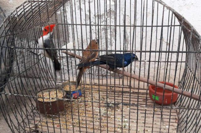 Villa María: rescataron 50 animales silvestres que estaban listos para ser comercializados