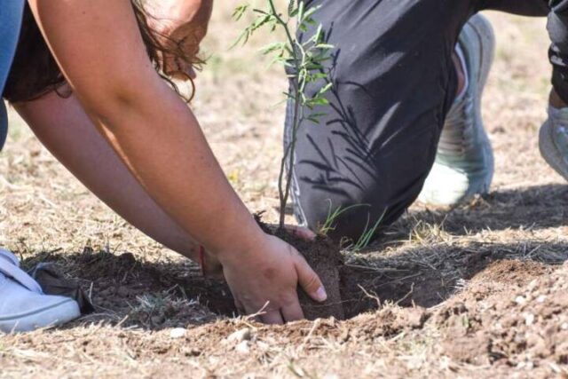 Forestando Córdoba plantó más de 65 mil árboles en 2020
