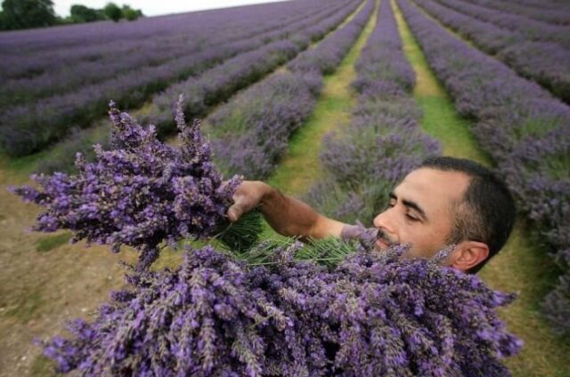 Ya se cosecha la lavanda en Calamuchita-La Ola Digital