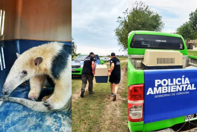 Policía Ambiental rescató un oso melero en un campo de Bell Ville