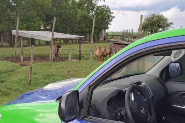 Policía Ambiental encontró más de 60 animales exóticos en Bell Ville