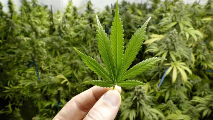 Nuevos proyectos de investigacion sobre cannabis