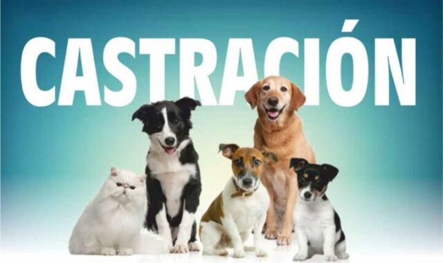 Se viene la sexta jornada de castración de mascotas en Los Reartes-La Ola Digital
