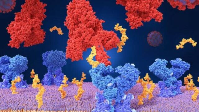 cuatro cosas que no se saben del Coronavirus