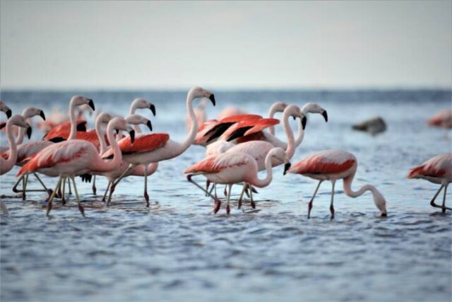 Flamencos, centinelas del mar de Ansenuza