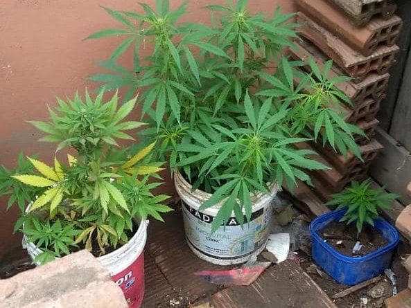 Calamuchita: secuestraron armas de fuego, celulares, dólares, cogollos y plantas de marihuana-La Ola Digital