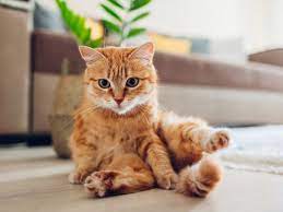 Comportamiento de los gatos