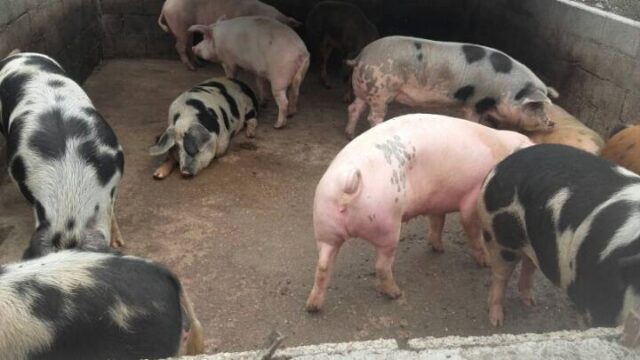 Fueron detenidos cuando robaban chanchos en Las Bajadas-La Ola Digital