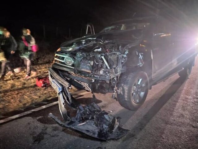 Animales sueltos: una camioneta impactó contra una vaca en Athos Pampa-La Ola Digital