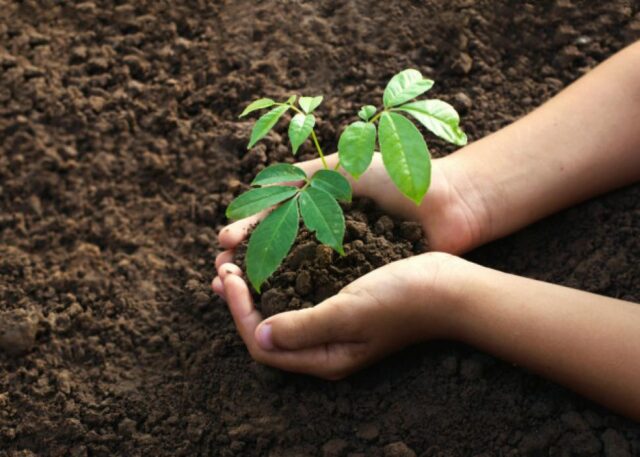 Mil árboles plantados lleva la campaña de forestación en Villa Ciudad Parque-La Ola Digital