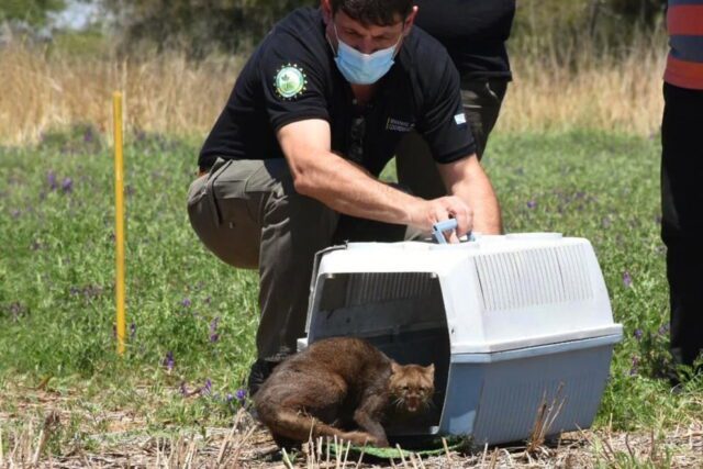 Policía Ambiental liberó un yaguarundí y 80 aves silvestres en La Para