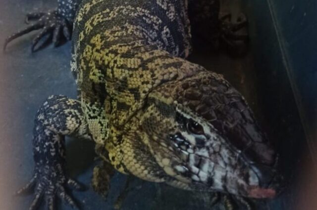 Rescataron un lagarto overo en B° Bella Vista de la Capital