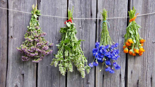 Desde el Foro de los Ríos siguen apostando a las capacitaciones sobre aromáticas-La Ola Digital