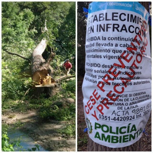 Se prohibió la tala de árboles en Villa General Blegrano