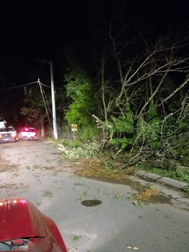 El saldo de la tormenta: árboles caídos en Villa General Belgrano y varios destrozos-La Ola Digital