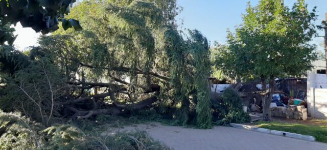 El saldo de la tormenta: en Villa Rumipal hubo caída de árboles y cortes de luz e internet-La Ola Digital