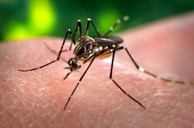 Acciones para prevenir dengue, chikungunya y zika