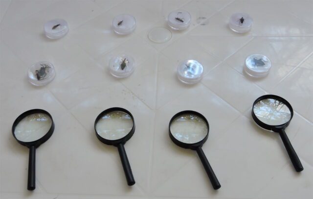 Día Mundial de Chagas: campañas de detección y puesto informativo