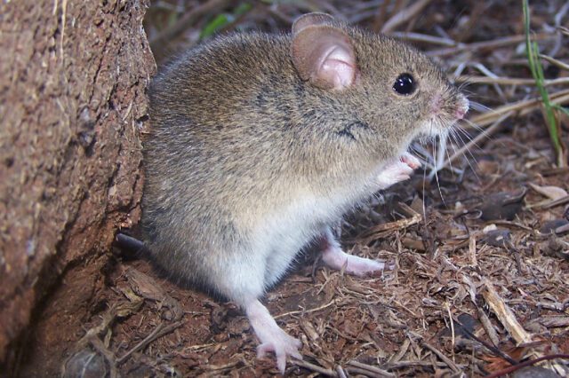 Recomendaciones ante nuevos casos de fiebre hemorrágica argentina