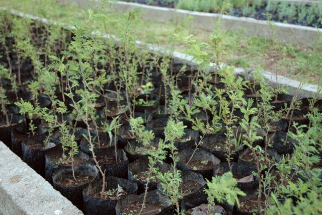 El Vivero Forestal de Santa Rosa cumplió 84 años
