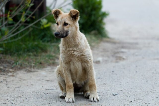 Se realiza desde hace ya dos años y son más de 200 las castraciones realizada. A casi dos años de haber comenzado el Programa Municipal de Castraciones, se han realizado más de 200 castraciones y esterilizaciones, destinadas a perros y gatos domiciliarios y callejeros. Se estima que, gracias al programa se previno el nacimiento de más de 1500 perros y de 500 gatos – aproximadamente –, impactando en la paulatina disminución de la superpoblación de animales callejeros de nuestra localidad. El programa es coordinado en conjunto con la Asociación Zoocorro VDD y la Municipalidad de Villa del Dique. Tiene como objetivos: dar respuesta a mediano y largo plazo a la problemática de sobrepoblación de perros y gatos domésticos (tanto domiciliarios como callejeros), concientizar acerca de la importancia de las castraciones y contribuir a una sana convivencia entre personas, animales y medio ambiente, lo que se considera de vital importancia para la salud pública de nuestra comunidad. En este sentido, hasta la fecha el Municipio afrontó los gastos de más de 170 castraciones. En primer lugar fueron destinadas a animales callejeros y luego se le dio prioridad a aquellos/as vecinos/as, que no pudieron afrontar los gastos de la cirugía, a través de solicitudes previamente analizadas por el Equipo de Desarrollo Humano de la Municipalidad, otorgando turnos gratuitos de acuerdo a la situación económica de cada solicitante.