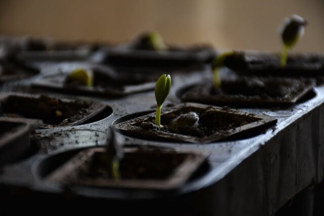Comenzó a funcionar el banco de semillas