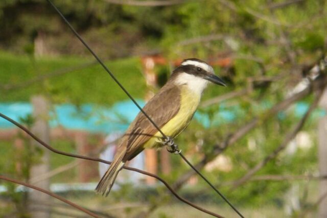 Se acerca el 2º Encuentro del Taller de "Aves de Villa del Dique y Alrededores"-La Ola Digital