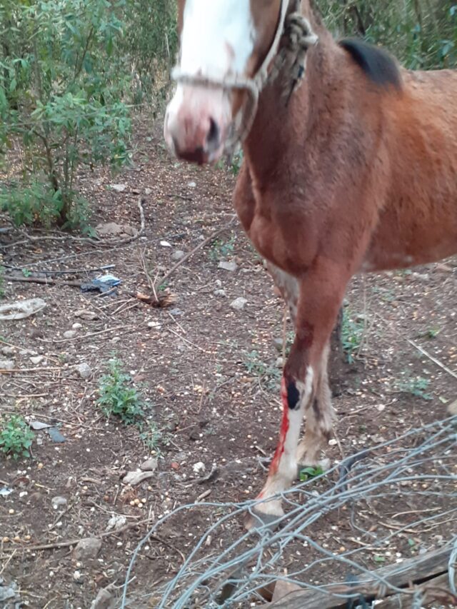 Dos caballos aparecieron baleados en Amboy; los propietarios hicieron la denuncia-La Ola Digital