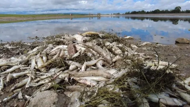 Mortandad de peces en el embalse Los Molinos