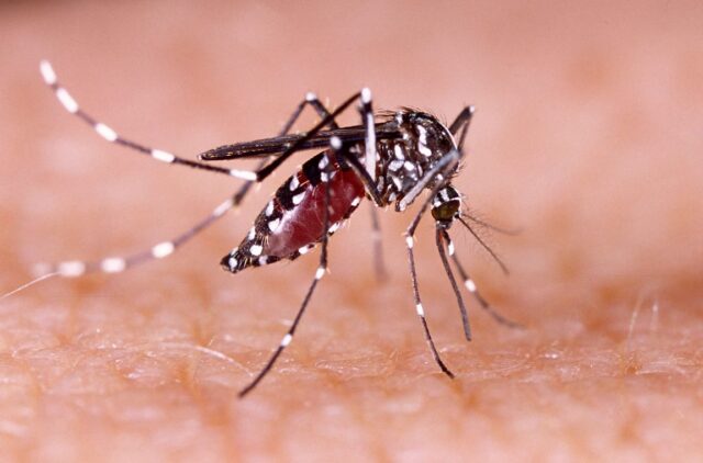 Para evitar dengue, chikungunya y zika, recomendaciones a tener en cuenta-La Ola Digital
