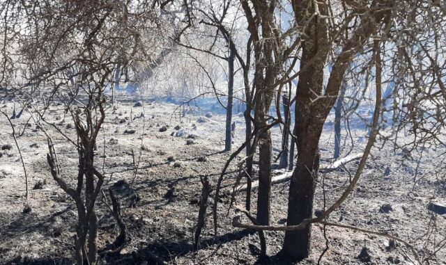 Fue controlado el incendio cercano a Ambul-La Ola Digital