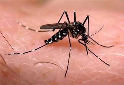 Un caso de dengue autóctono confirmado en Córdoba-La Ola Digital