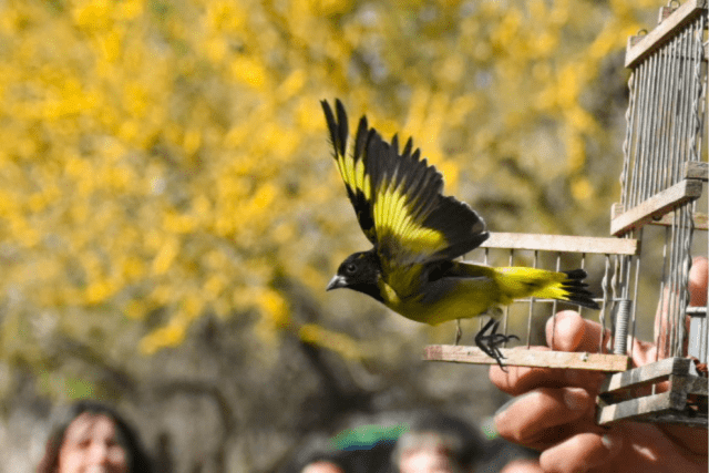 Día Mundial de las Aves
