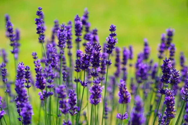 Se viene la Fiesta de la Cosecha de Lavanda en Los Reartes-La Ola Digital