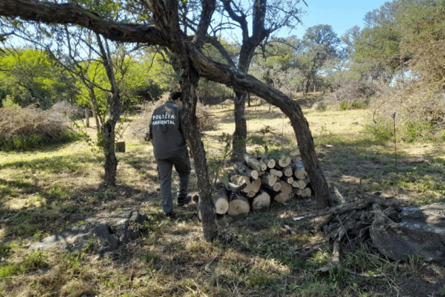 Policía Ambiental paralizó intervenciones forestales; una de ellas en Las Bajadas-La Ola Digital