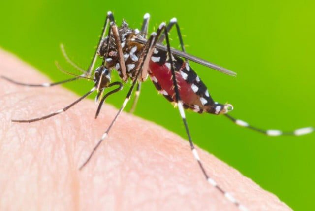 Brote de dengue a nivel nacional-La Ola Digital