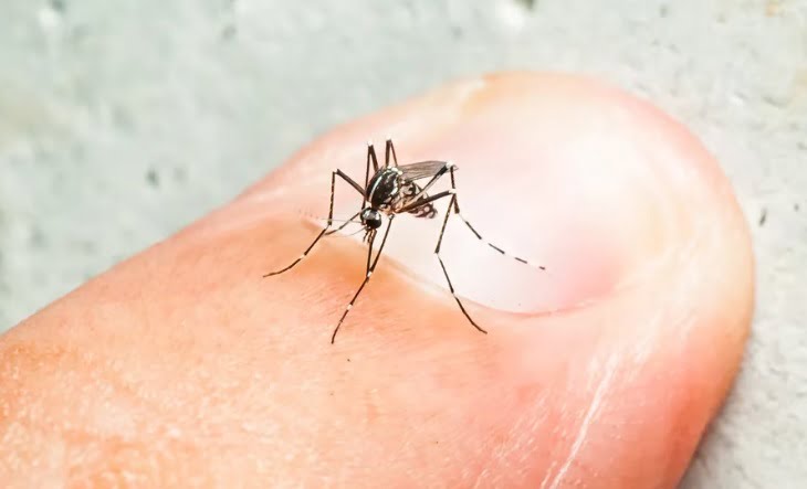 El dengue sigue en aumento-La Ola Digital