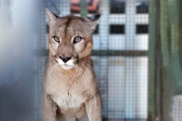 Rescataron un puma que estaba cautivo y fue traído a Calamuchita-La Ola Digital