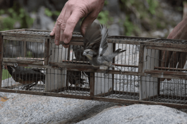 63 aves recuperadas del cautiverio regresaron a la naturaleza-La Ola Digital