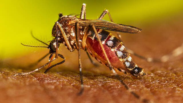 Aumento de dengue en América Central y el Caribe: hay casos importados en Córdoba-La Ola Digital